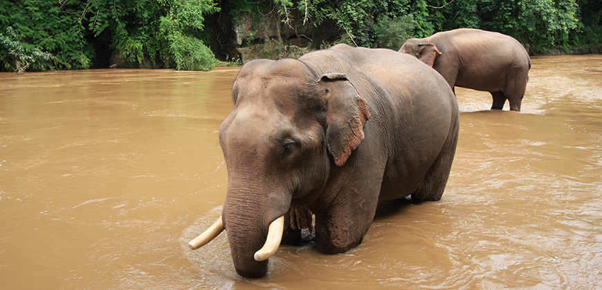 3 DAYS 2 NIGHTS TREK MAE TAENG AREA